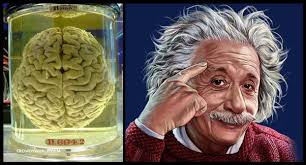 Where is Einstein's brain?