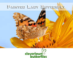 Maybe you would like to learn more about one of these? Painted Lady Butterfly Information And Painted Lady Butterfly Release Packages Cloverlawn Butterflies Butterfly Release Company