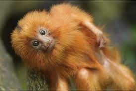27 List Different Types Of Monkeys Facts And Information Types Of Monkeys Different Types Of Monkeys Monkey