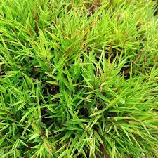 Image result for Pogonatherum paniceum