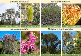 Image result for Banksia attenuata