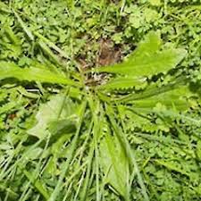 Image result for Hypochaeris radicata