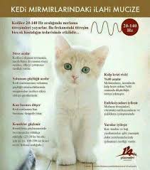 Kedileri Sevmeyenlere Eve Almayanlara Duyurulur Eger Evinizde Kedisever Varsa Lutfen Eve Kedi Alin Iste Faydalari Burada Kedi Pis Di Kedi Stres Evcil Hayvanlar