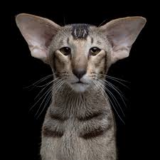 Gorunusu Sebebiyle Kendisine Gulunen Dunyanin En Zeki Kedi Cinsi Oriental Shorthair Listelist Com