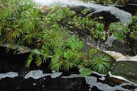 Image result for Hydrostachys polymorpha