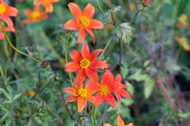 If grown as a perennial it will develop into quite a large herbaceous plant, but it's usually bought as one ingredient of a hanging basket scheme, and. De Kleine Plantage