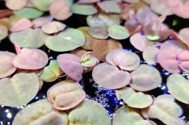 Image result for Phyllanthus retinervis