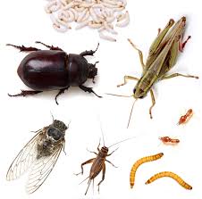 Edible Bugs Which Ones To Eat And Always Avoid Dr Axe