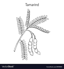 Tamarind Vector Image Tamarind Vector Vector Images Moose Art