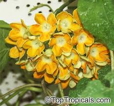 Image result for Telosma