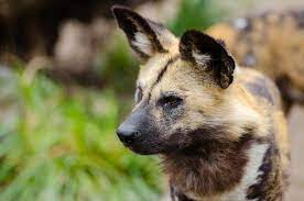Animal travel services is a proud member of ipata (the independent pet & animal transport association). Pet Relocation To Guinea Pet Shipping Services Air Transport Animal