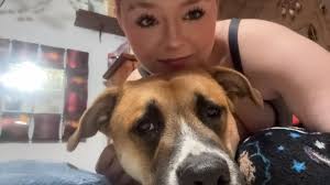 XL American bully Montana driving through Spokane soon Check B-Town Bullies  for more references