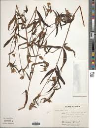 Image result for Aspilia ciliata