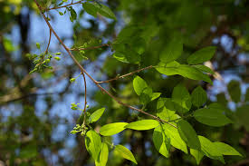 Image result for Cleistanthus