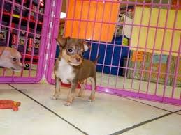 After perusing petfinder, different shelters, and finally craigslist, we. Frengle Puppies For Sale Nj Craigslist