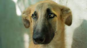 We did not find results for: Belgian Malinois Mixes 11 Beautifully Unique Crossbreeds