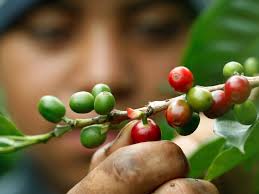 Также показать фотографии и подсказки от посетителей. Why Good Coffee Grows In The Tropics