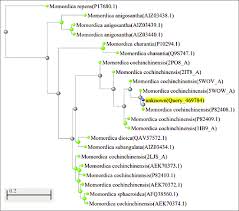Image result for Momordica repens