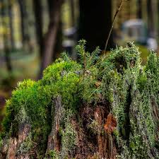 Plant For The Planet Hands On Activity Rotaract Club Ilmenau Rotaract Rotary Plantfortheplanet Ilmenau Thueringen Pinterest