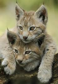 Lynx Cubs Lynx Kitten Animals Cats