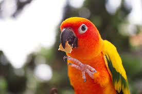 We shall see when we go to the parrot shoppe next. Seed For Parrots Parrot Food Parrots Guide Omlet Us