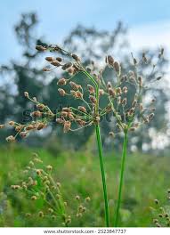 Image result for Fimbristylis miliacea