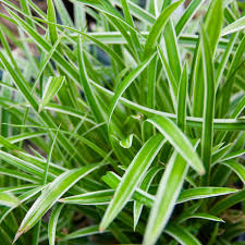 Image result for Carex angolensis
