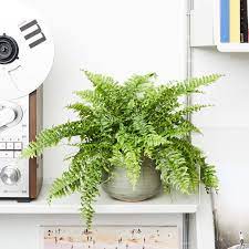 Boston fern (nephrolepis exaltation bostoniensis) can be lush, graceful. Boston Fern Sword Fern Indoor Plants In London Patch