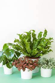 Indoor house plants can do more than look pretty. 25 Easy Houseplants Easy To Care For Indoor Plants