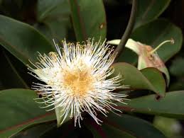 Image result for Nesaea passerinoides