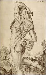 Giulio Casserio E Odoardo Fialetti 1627 Human Anatomy Drawing Human Figure Drawing Human Figure