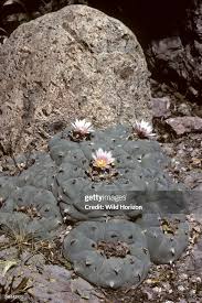 Lophophora: Geographic Distribution Of Peyote / Lophophora - Diversity And  Biogeography Of Lophophora - Information On The Peyote Cactus Et Cetera