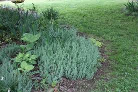 Turquoise Tails sedum is Sedum sediforme