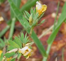 Image result for Smithia elliotii