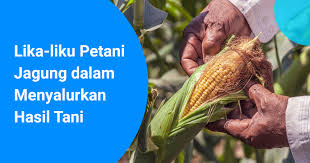 Jagung gigi kuda paling banyak ditemukan di amerika serikat. Lika Liku Petani Jagung Dalam Menyalurkan Hasil Tani Kargo