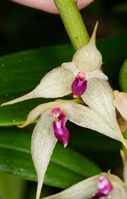 Image result for Bulbophyllum schinzianum