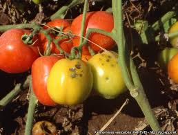Image result for tomato seedling xanthomonas vesicatoria
