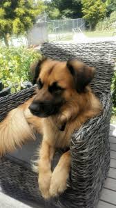 Max The Golden Shepherd Golden Retriever And German Shepherd Cross My Beautiful Boy X Dogs Retriever Puppy Dog Crossbreeds