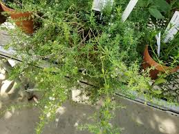 Image result for Pollichia