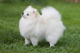 10 Races De Petits Chiens Blancs Poils Longs Poils Courts Petit Chien Blanc Races De Petits Chiens Chien Blanc