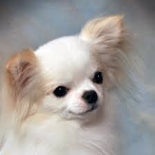 Gorgeous Cream Coloured Long Haired Chihuahua Just Like My Little Guy Chihuahua Puppies Beautiful Dogs Chihuahua