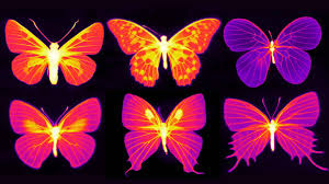 How A Butterfly S Wings Can Help It Beat The Heat Butterflies, their anatomy and wing patterns. wings can help it beat the heat