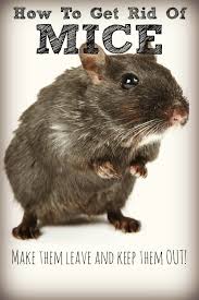 How To Keep Mice Out Of Your Home Getting Rid Of Mice Rodent Control Mice Repellent