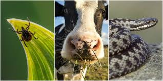 12 Most Dangerous Living Things In The British Countryside