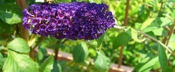 Orange eye butterfly bush, violet butterfly bush (buddleja davidii 'flower power', buddleja davidii flower power), cultivar flower power, blooming. Buddleja Butterfly Bush Orange Eye Butterflybush Summer Lilac Buddleja Davidii Black Knight