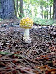 Guessowii), to white (amanita muscaria var. Amanita Muscaria Var Guessowii Foraging Pittsburgh