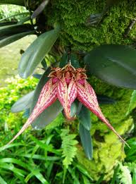 Image result for Bulbophyllum stolzii