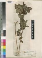 Image result for Indigofera emarginella