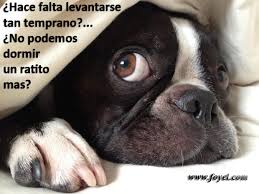 Resultado de imagen para perros durmiendo con sus dueños