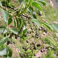Image result for Zanthoxylum sp. A